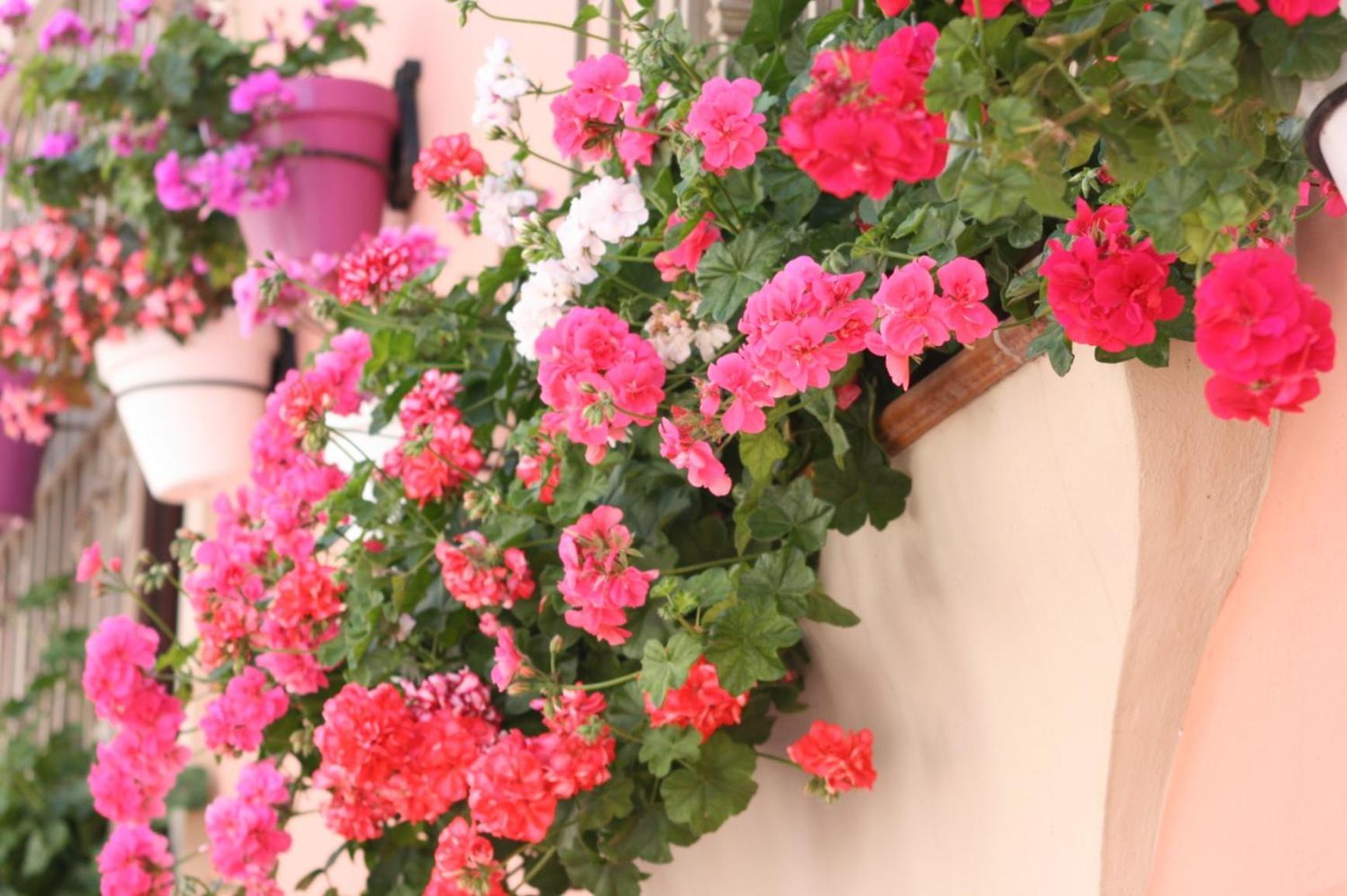 Apartamentos Turisticos Casa De La Borrega Estepona Eksteriør billede